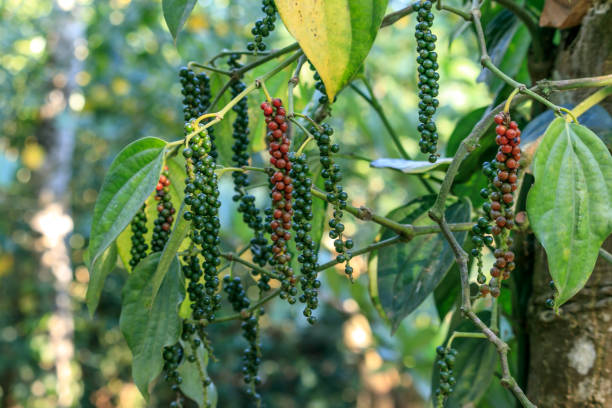 Blak Pepper ಮೆಣಸು