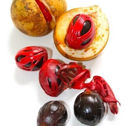 Mace ಜಾಯಿಪತ್ರೆ