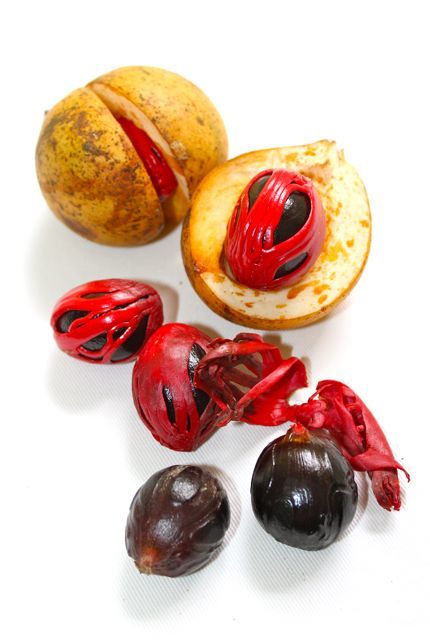 Mace ಜಾಯಿಪತ್ರೆ